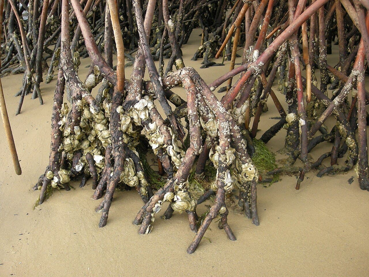 Huîtres, poisson et vin de palme