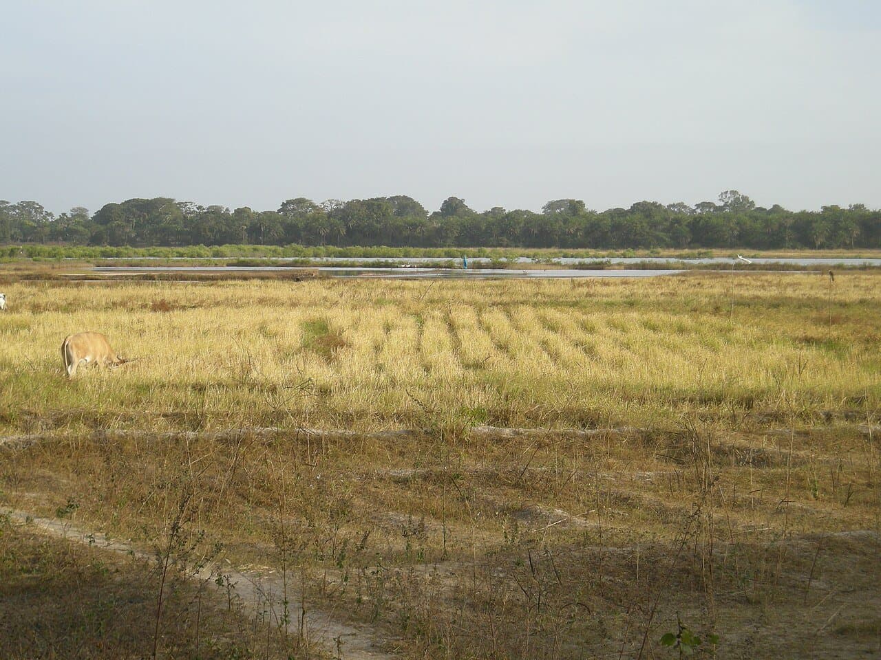 Vélo entre rizières et villages
