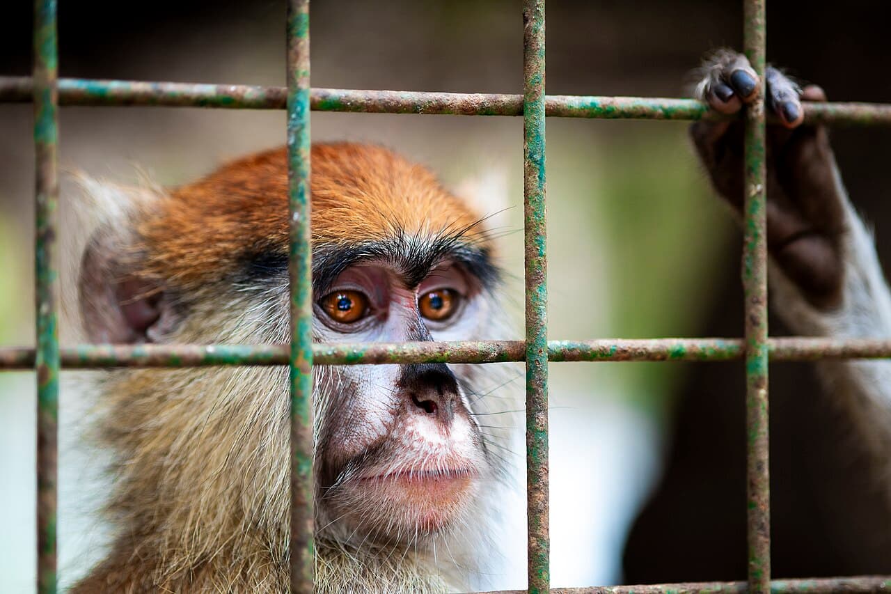 Parc forestier et zoologique de Hann