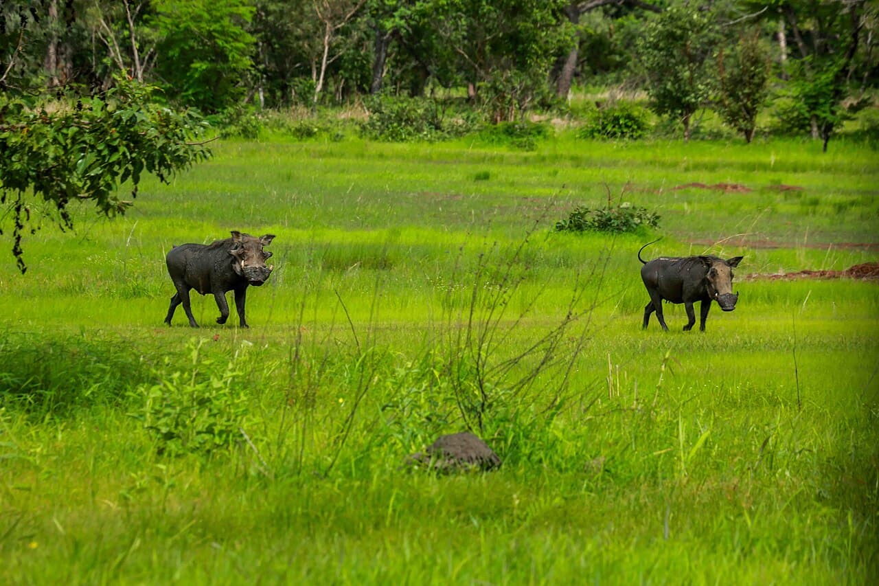 Safari au Niokolo-Koba