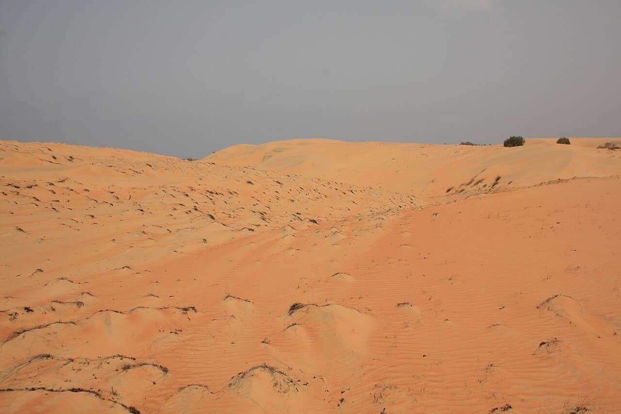 Sandboard