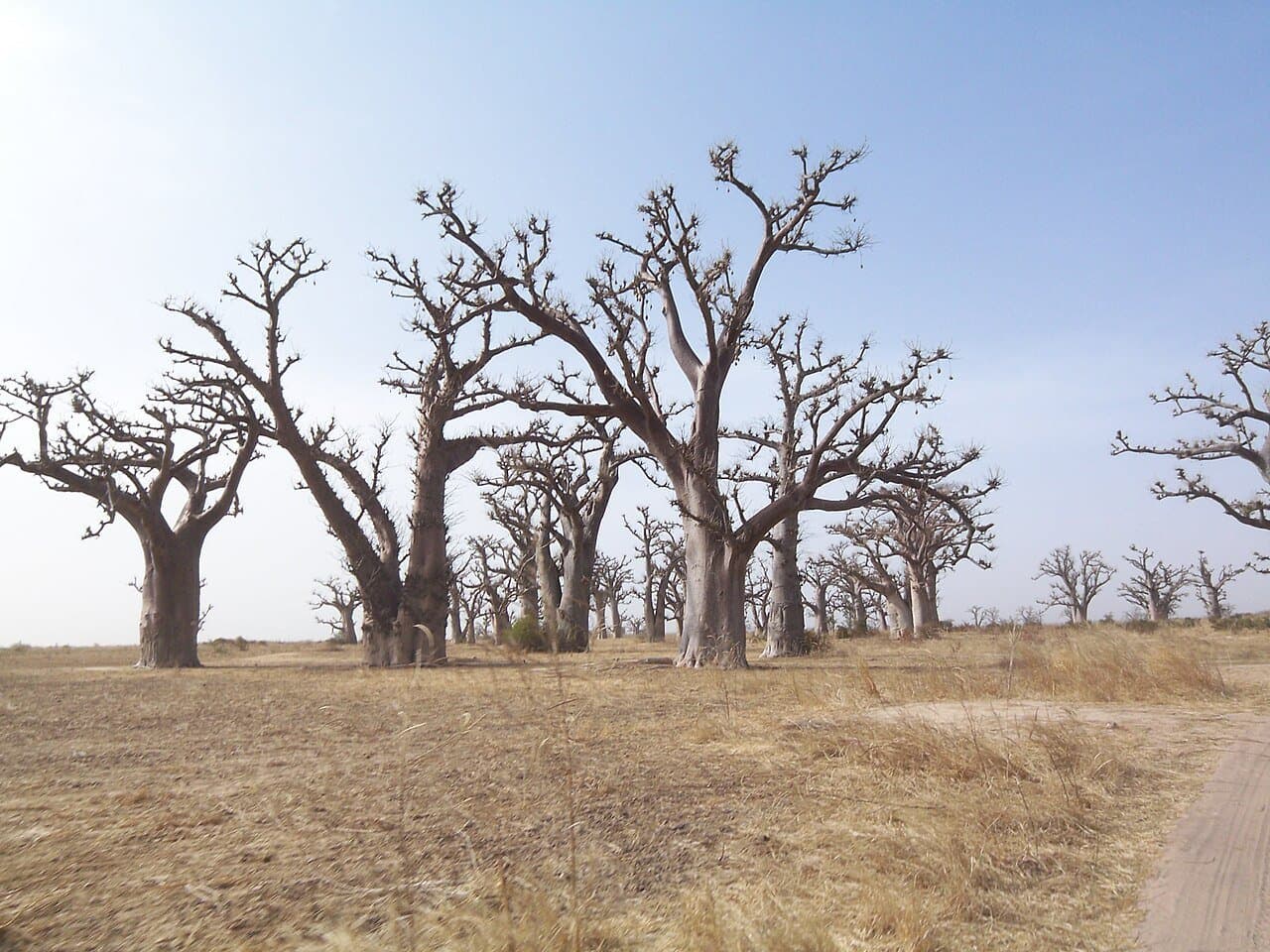 Parcours dans les baobabs