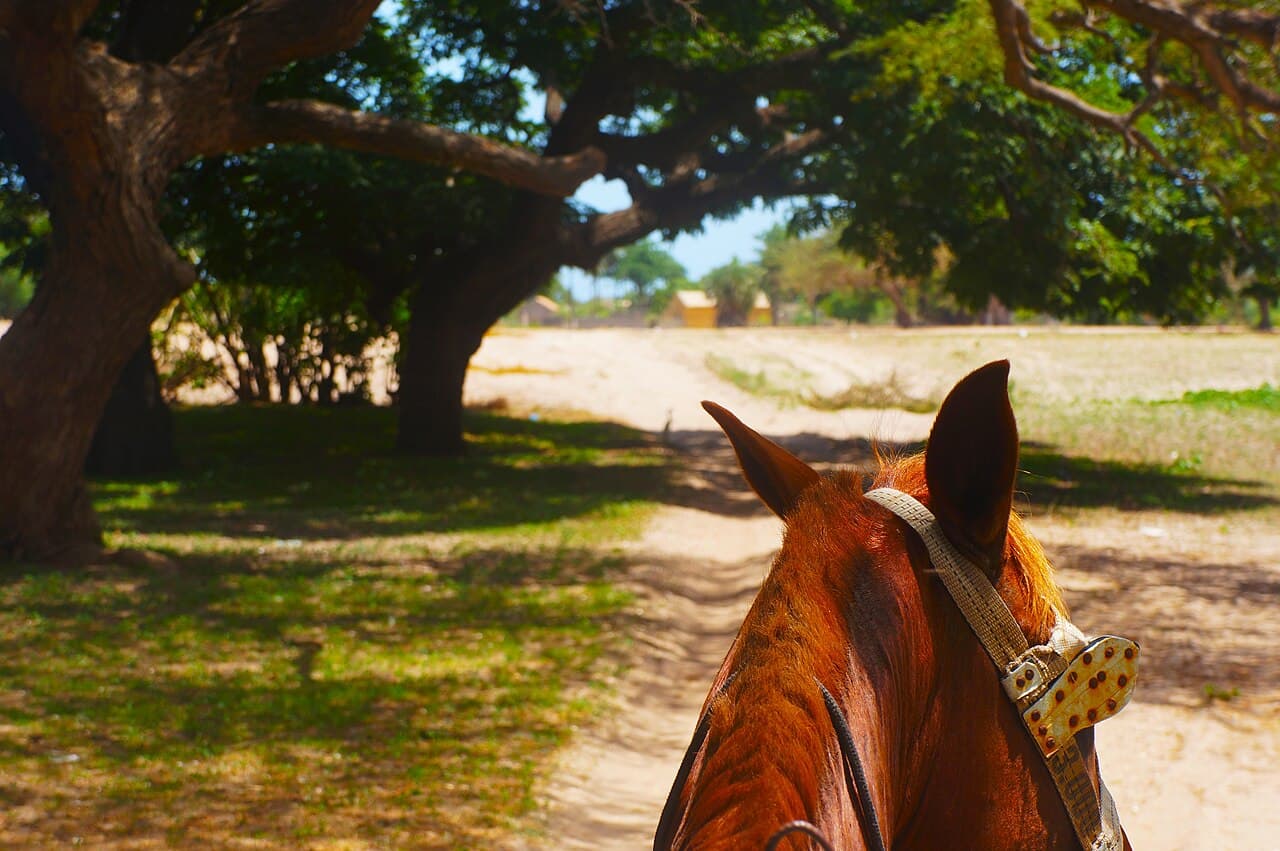Balade à cheval ou en charrette