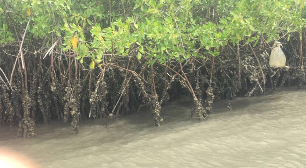 Huîtres de mangrove et poisson braisé