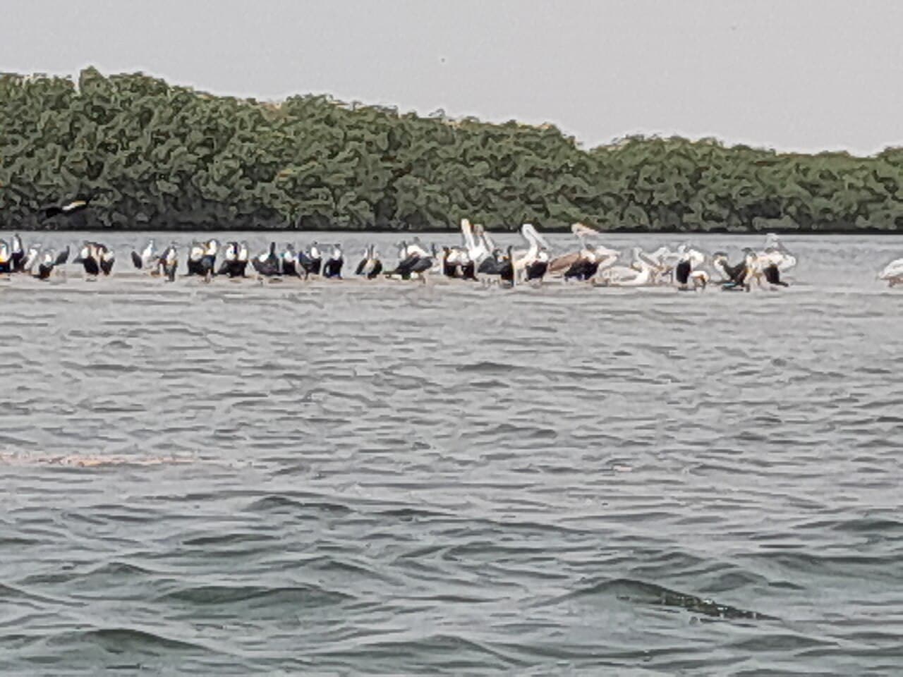 Île aux oiseaux