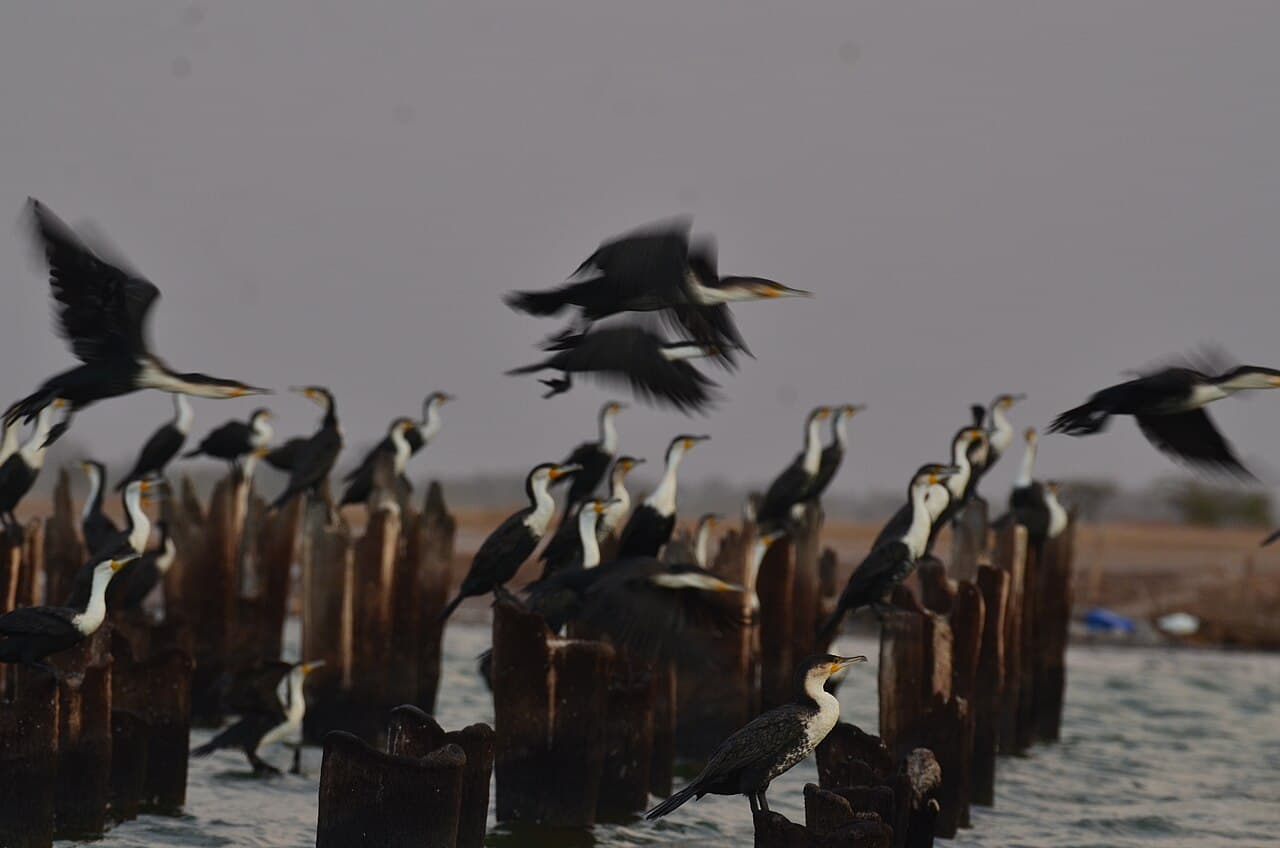Observation des oiseaux