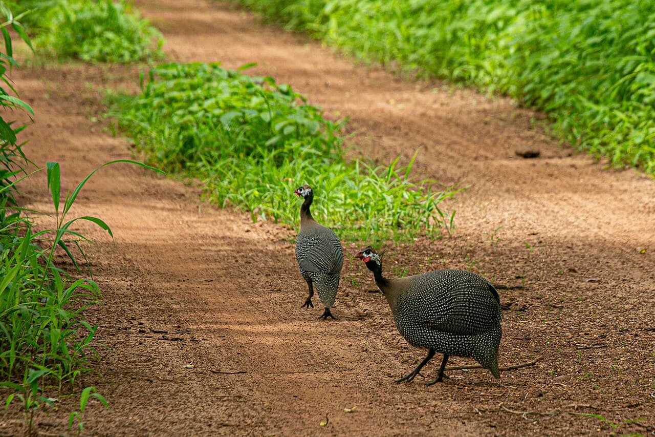 Observation des oiseaux
