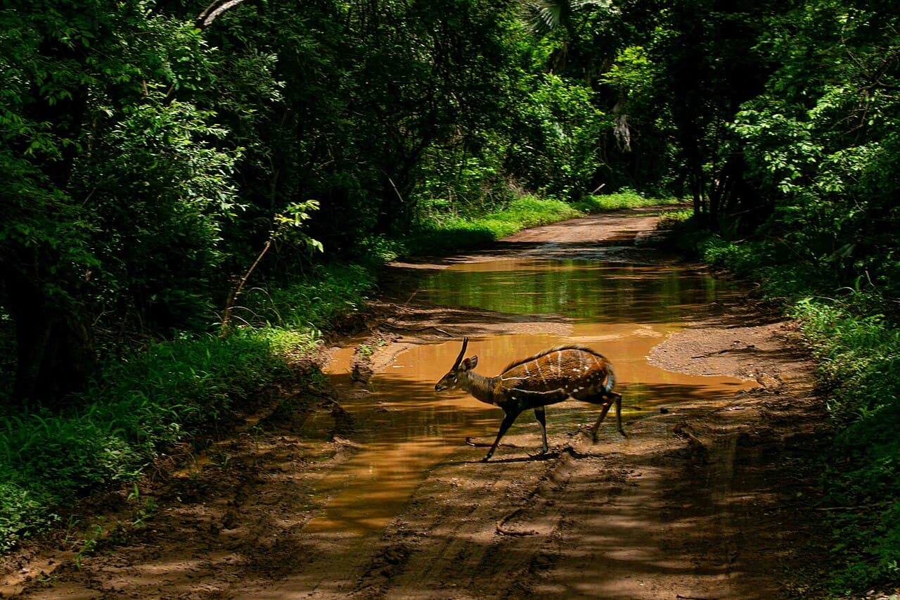 Pistes de savane en 4x4
