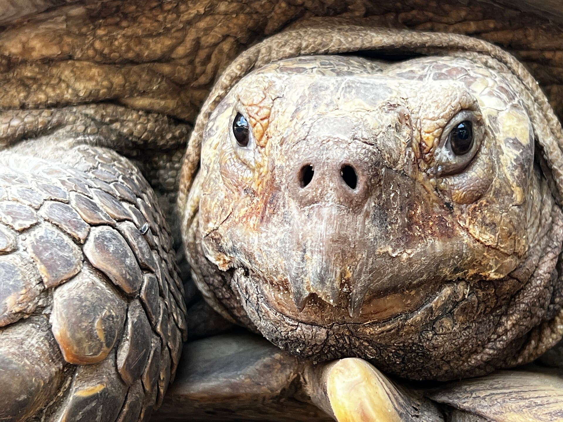 Village des tortues de Noflaye