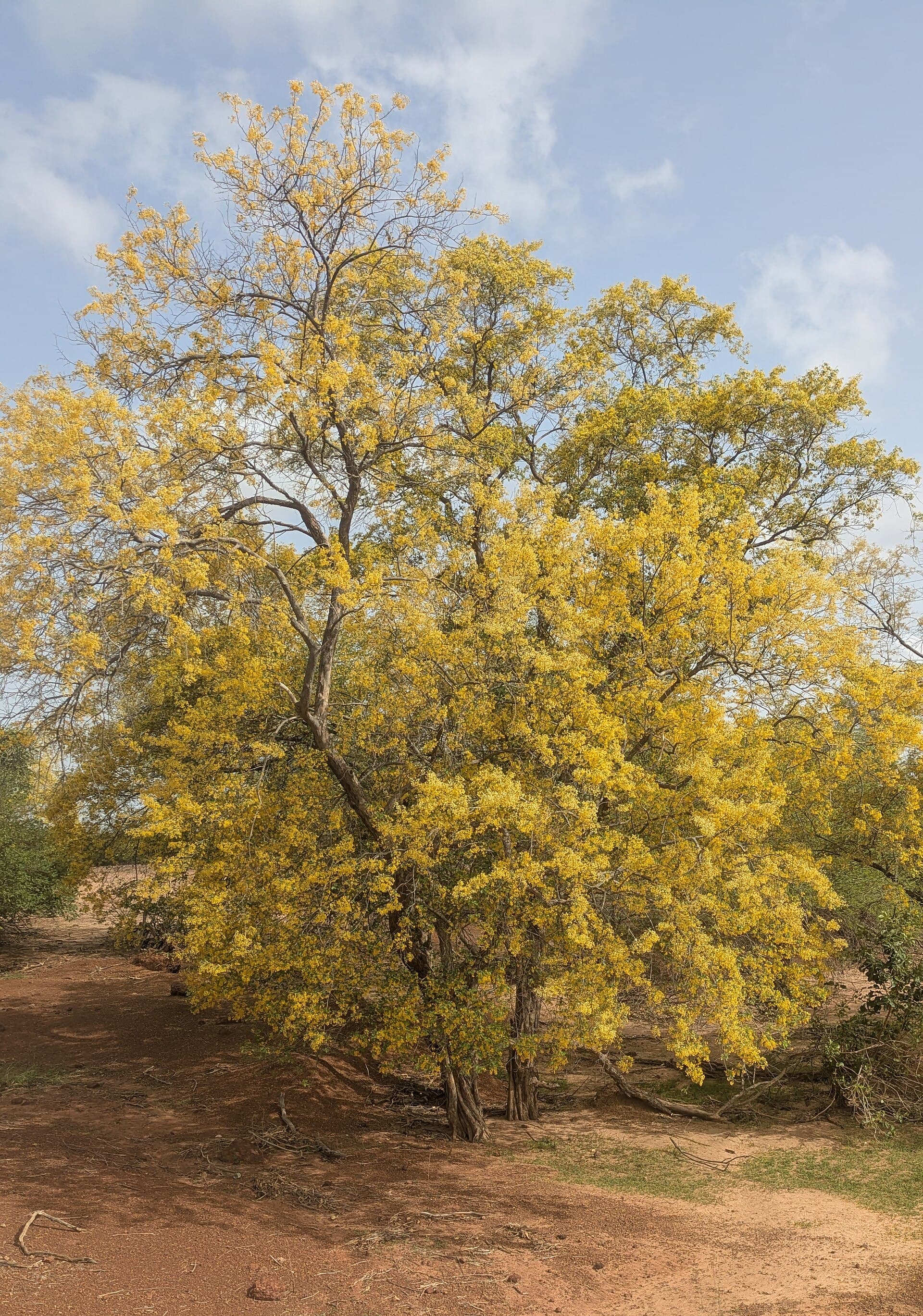 Réserve naturelle du Ferlo