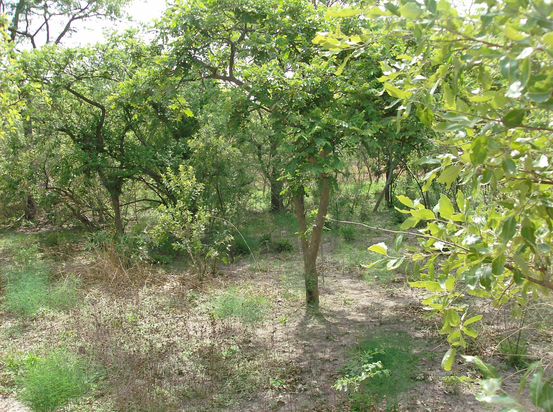 Wassadou