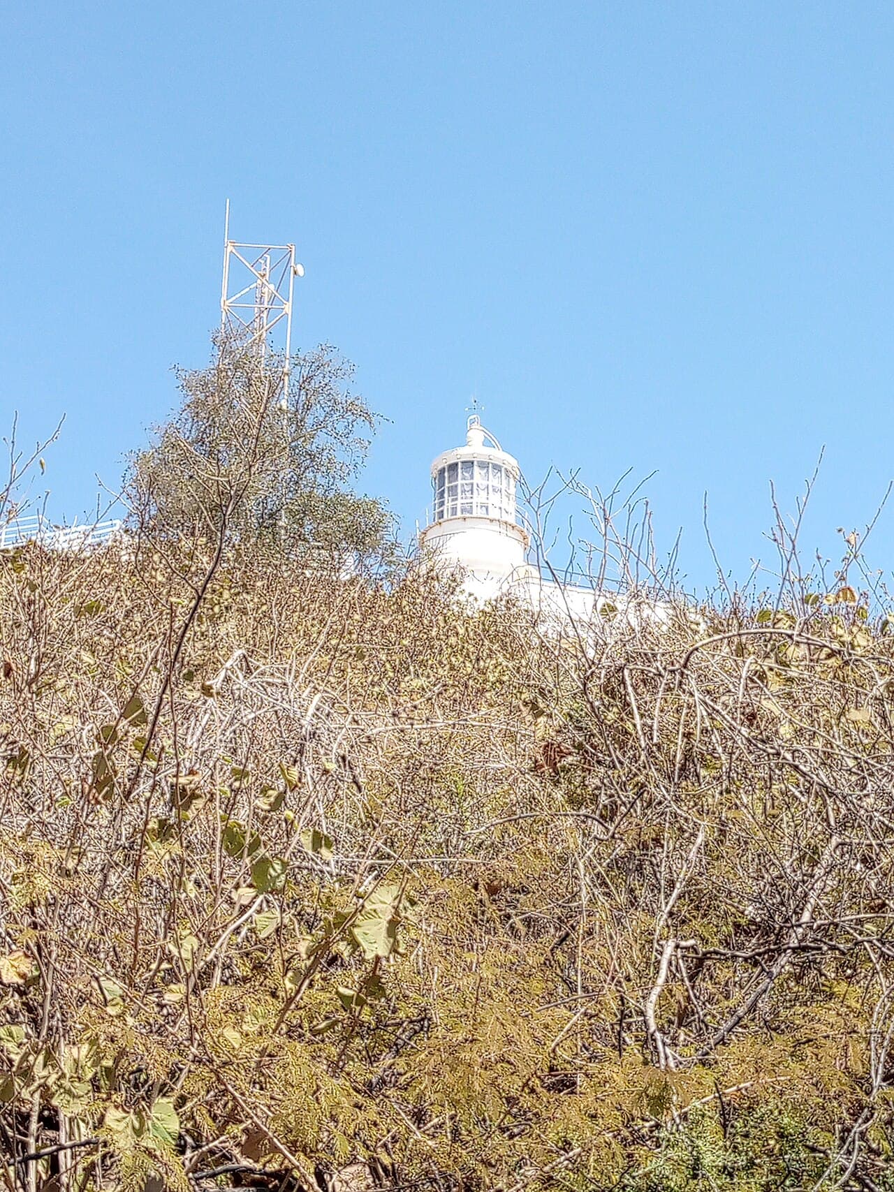 Le phare dans la végétation