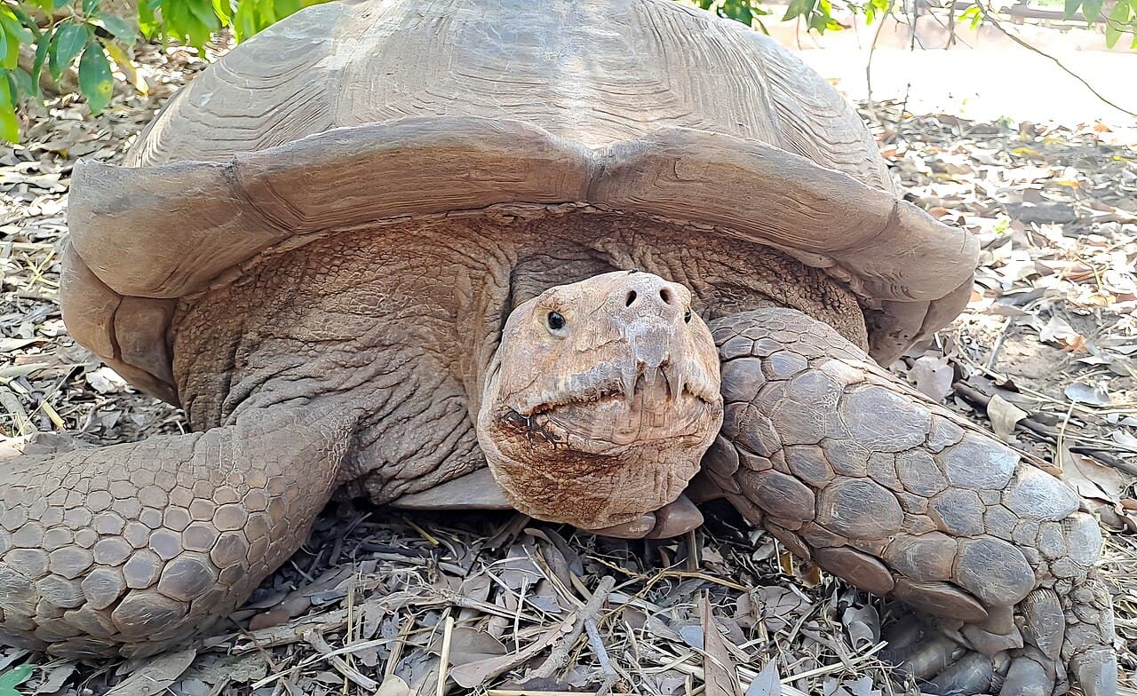 Une tortue sillonnée adulte
