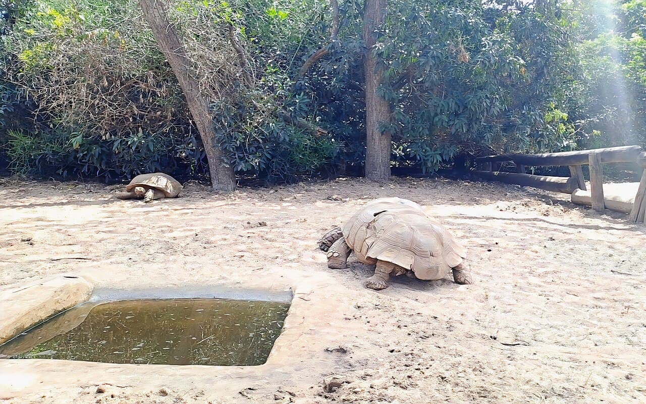 L’enclos des tortues