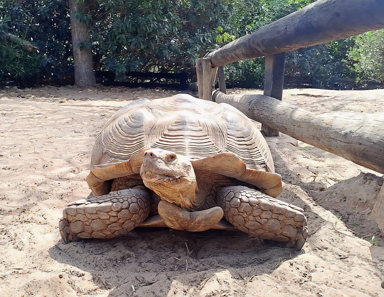 Une tortue sillonnée au repos