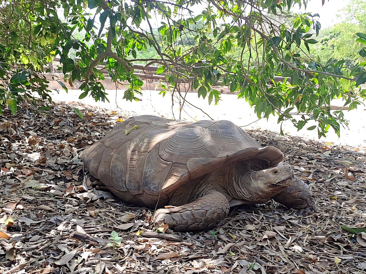Une grande tortue à l’ombre