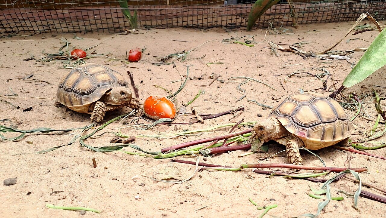 Le repas des tortues