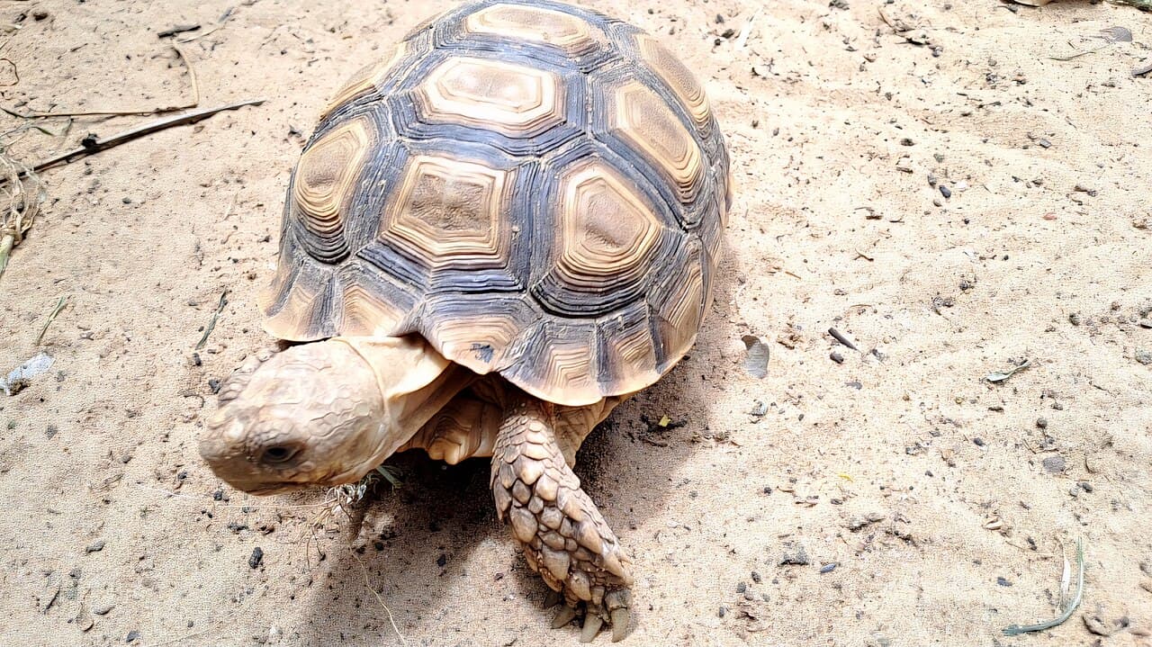 La carapace d’une jeune tortue