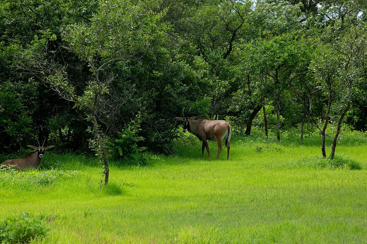 Parc national du Niokolo-Koba