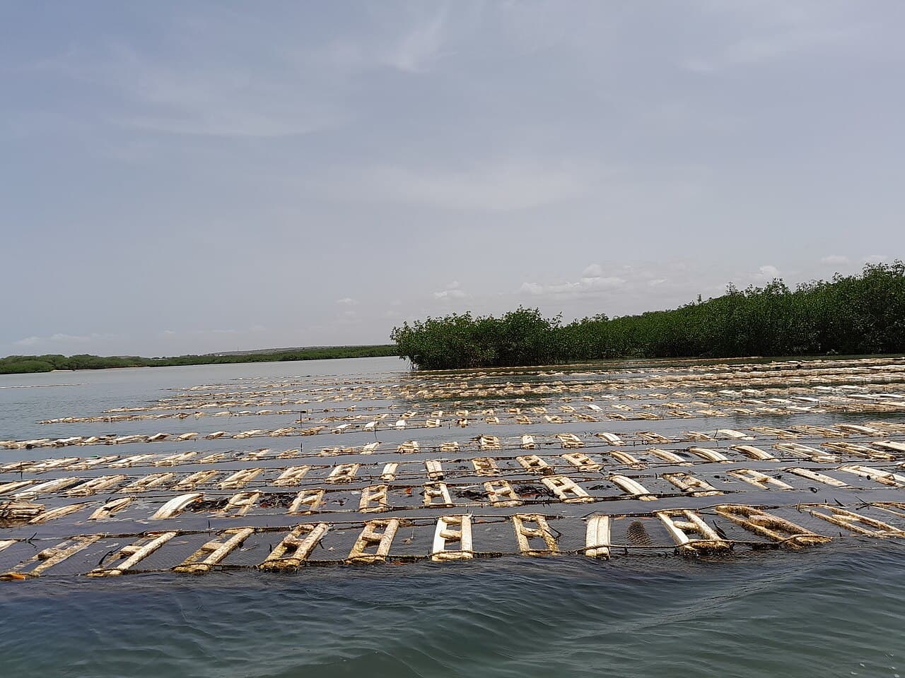 Pirogue sur la lagune de la Somone