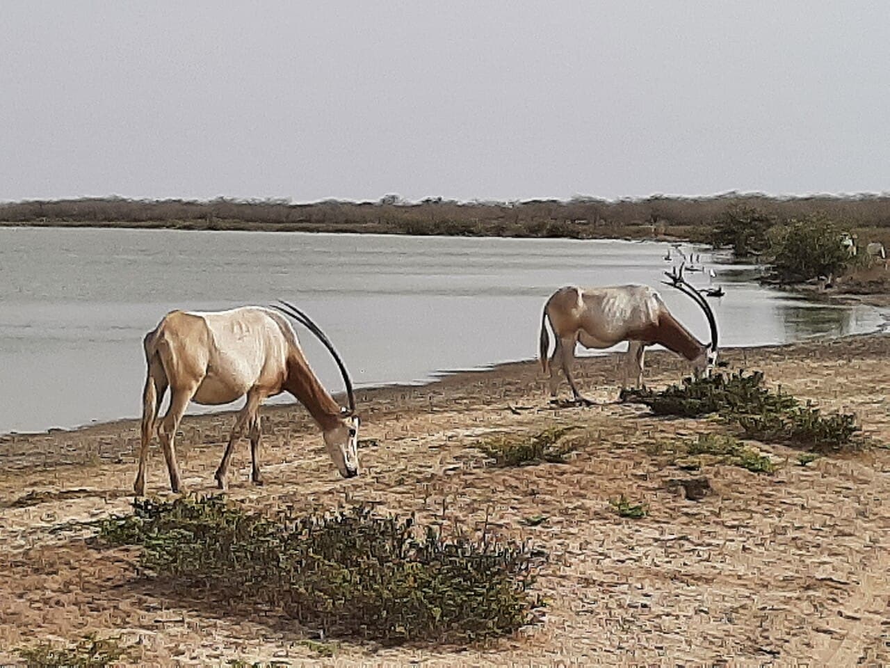 Réserve spéciale de faune de Guembeul