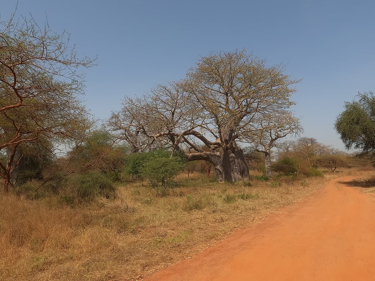 Réserve de Bandia