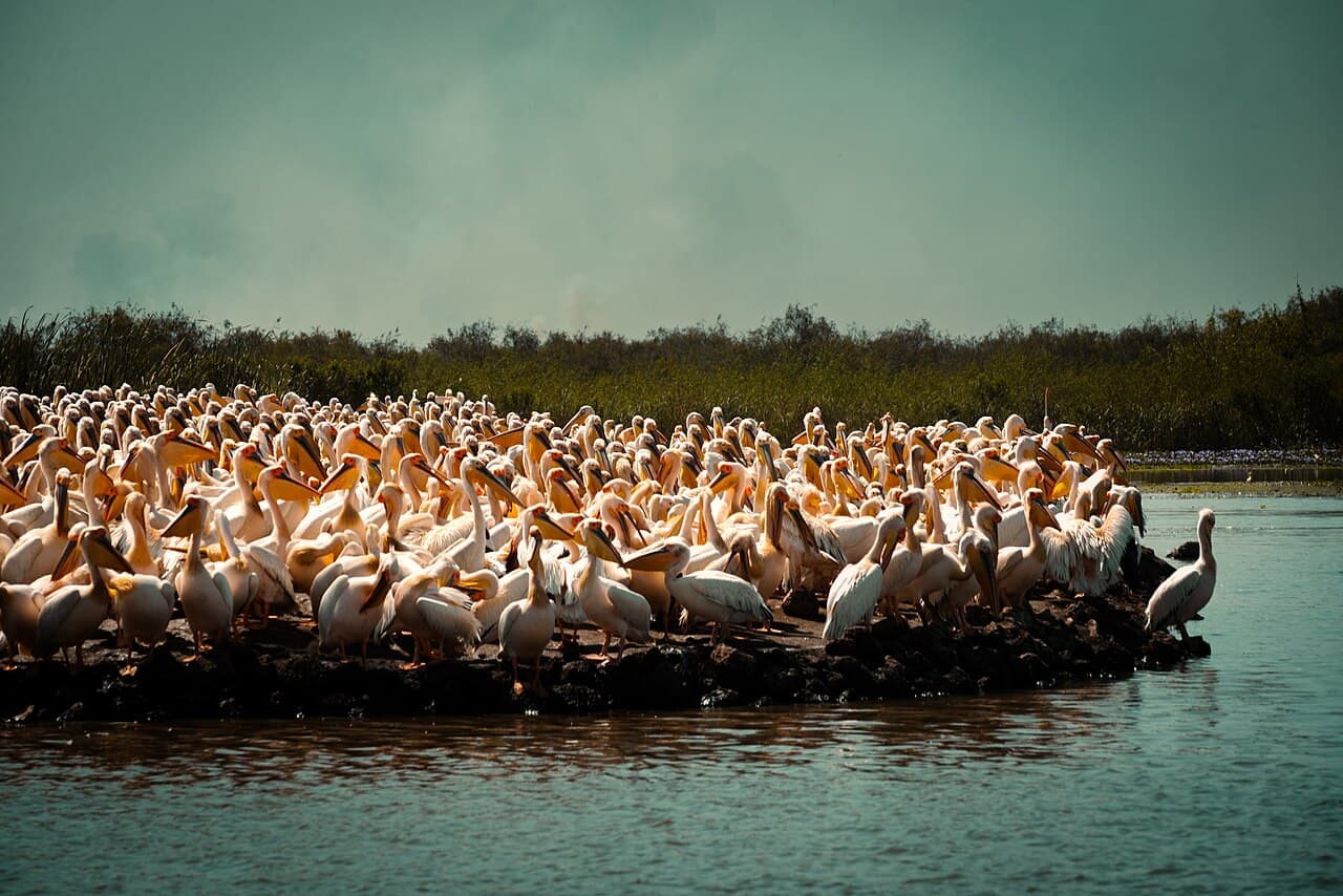 Parc national des oiseaux du Djoudj