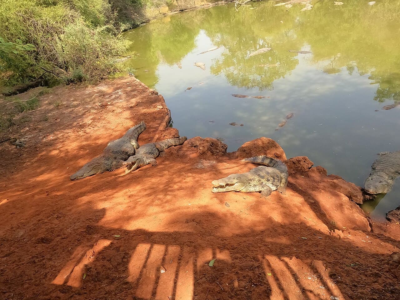 Safari à la réserve de Bandia