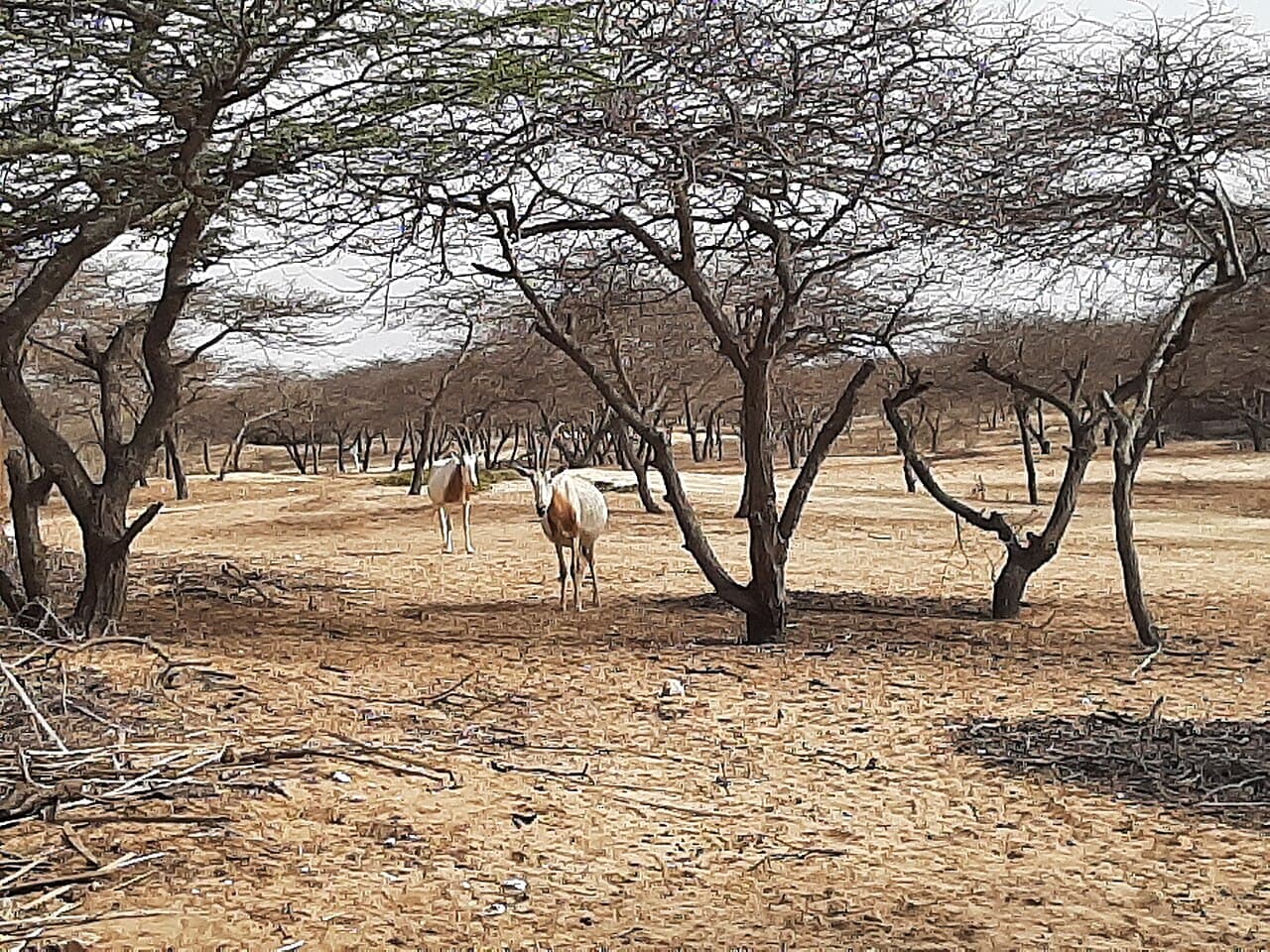 Réserve spéciale de faune de Guembeul