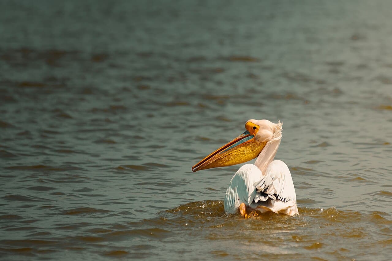 Parc national des oiseaux du Djoudj