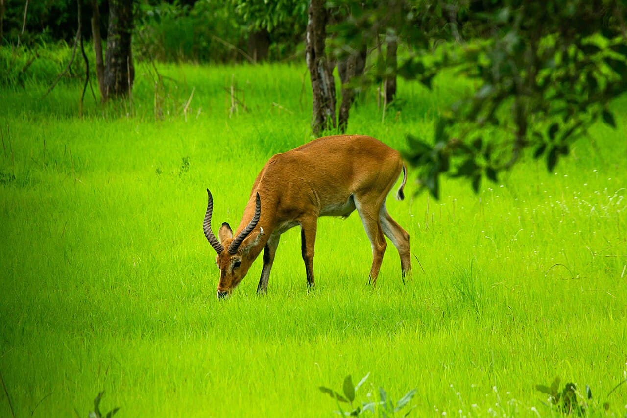 Parc national du Niokolo-Koba