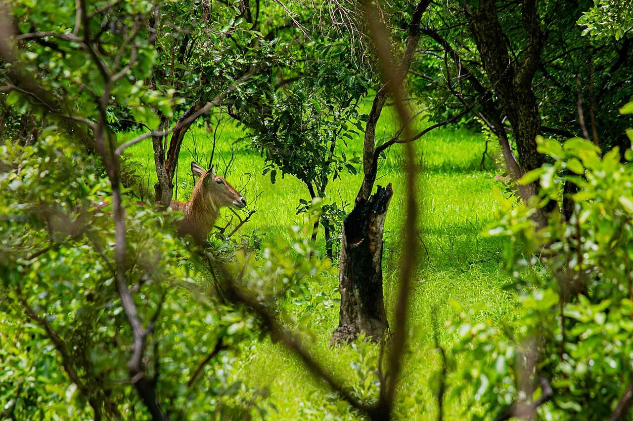 Parc national du Niokolo-Koba